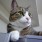 ウエキャット＠EXTRA