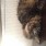 レオの飼い主＠大佐☆